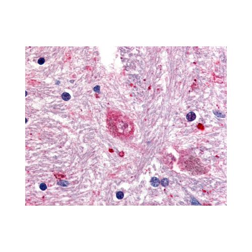 GPR88 (Cytoplasmic Domain) antibody