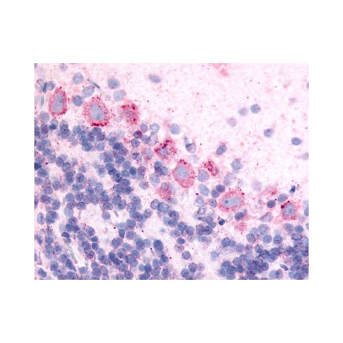 GPR89A (Cytoplasmic Domain) antibody