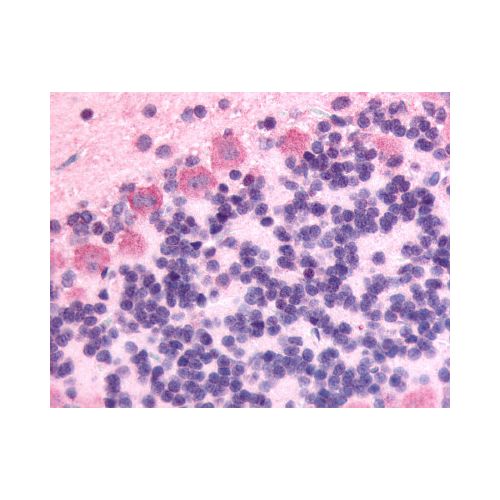 GPR89A (Cytoplasmic Domain) antibody