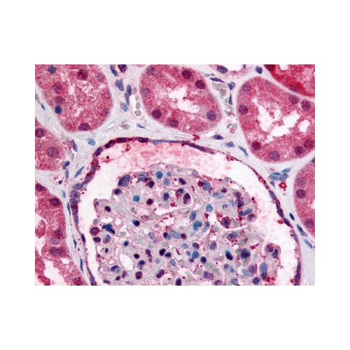 GPR89A (Internal) antibody