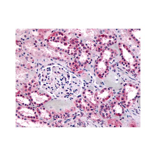 GPR91 (C-Terminus) antibody