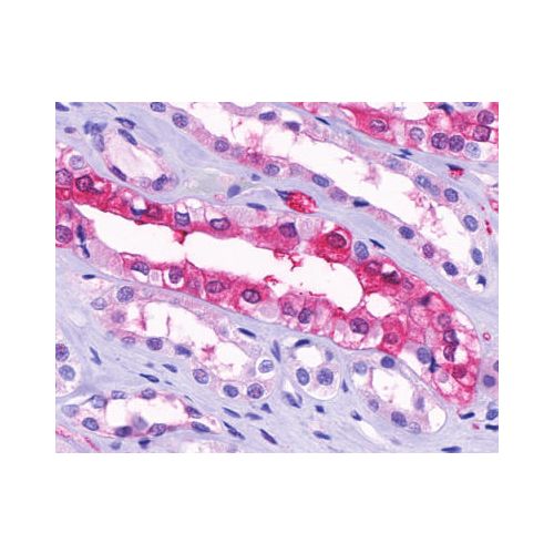 GPR91 (Cytoplasmic Domain) antibody