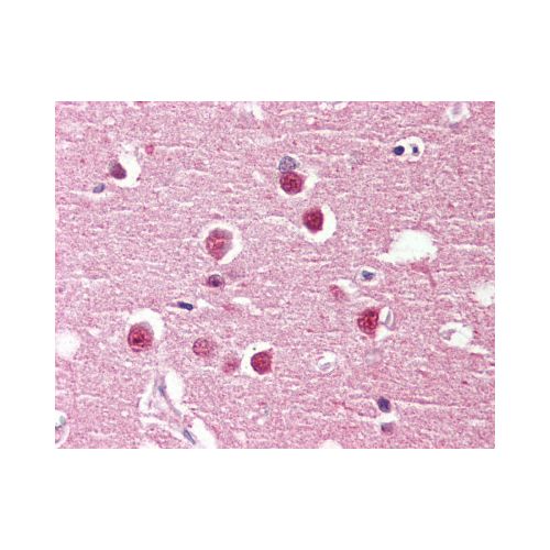 GPR98 (Internal) antibody