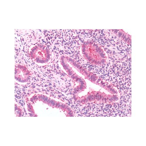 GPRC5A / RAI3 (Cytoplasmic Domain) antibody