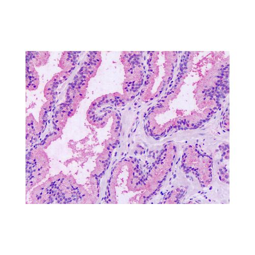 GPRC5A / RAI3 (Extracellular Domain) antibody