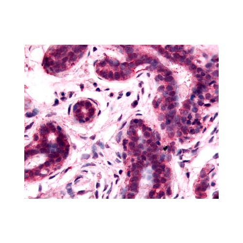 GPRC5A / RAI3 (N-Terminus) antibody