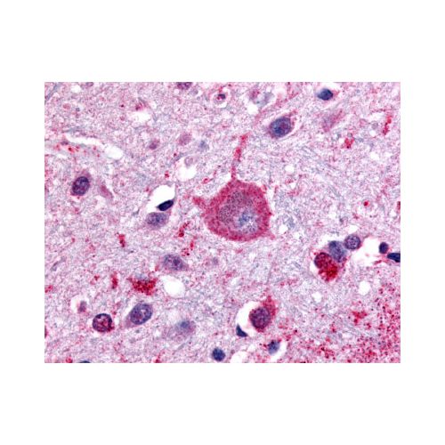 GPRC5B (C-Terminus) antibody