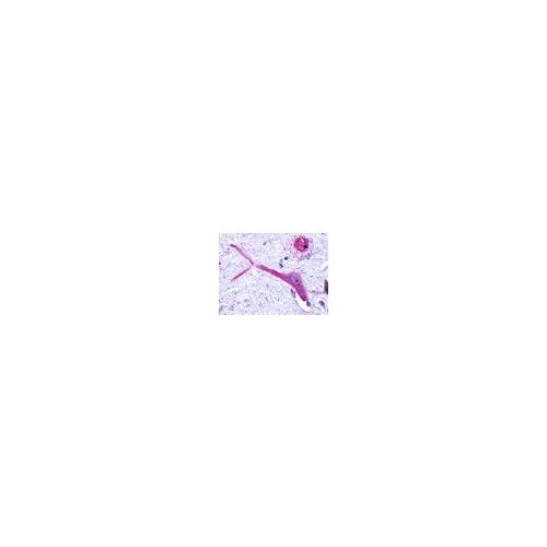 GPRC5B (C-Terminus) antibody
