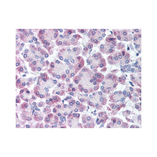 GPRC5C (C-Terminus) antibody