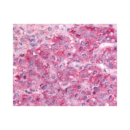 GPRC5C (C-Terminus) antibody
