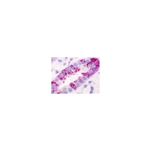 GPRC5D (N-Terminus) antibody