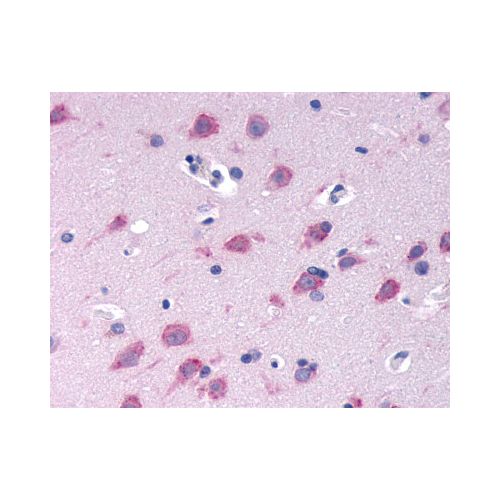 GPRC6A (N-Terminus) antibody