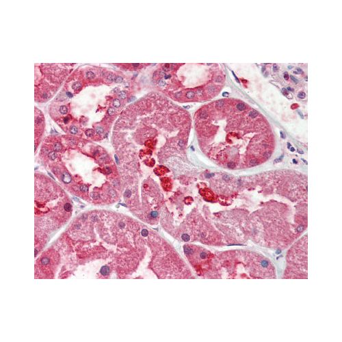 GPRC6A (N-Terminus) antibody