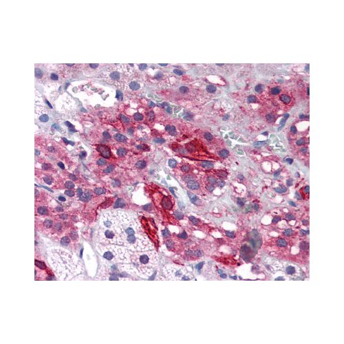 GRIK1 (Internal) antibody