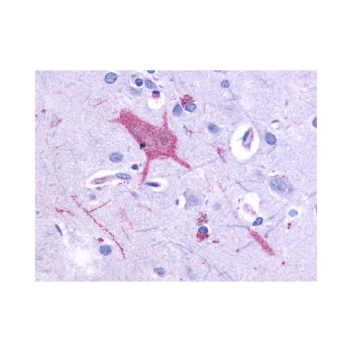 GRM1 / MGLUR1 (C-Terminus) antibody