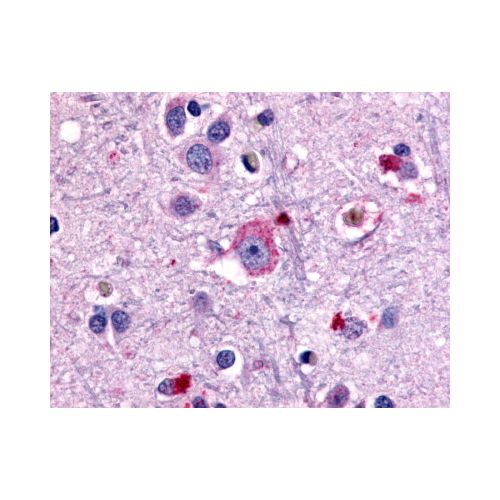 GRM1 / MGLUR1 (N-Terminus) antibody
