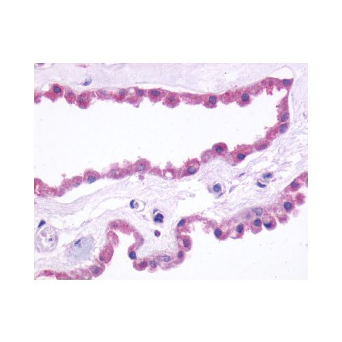 GRM3 / MGLUR3 (N-Terminus) antibody