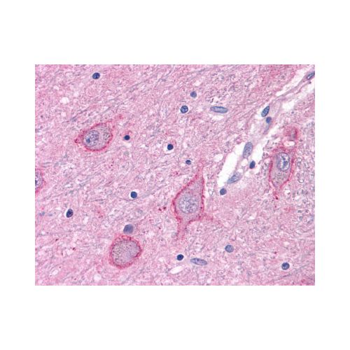 GRM3 / MGLUR3 (N-Terminus) antibody