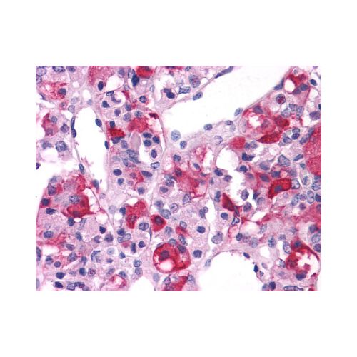 GRM3 / MGLUR3 (N-Terminus) antibody
