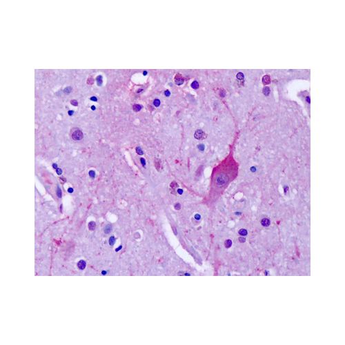 GRM4 / MGLUR4 (C-Terminus) antibody