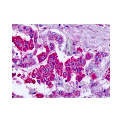 GRM7 / MGLUR7 (N-Terminus) antibody