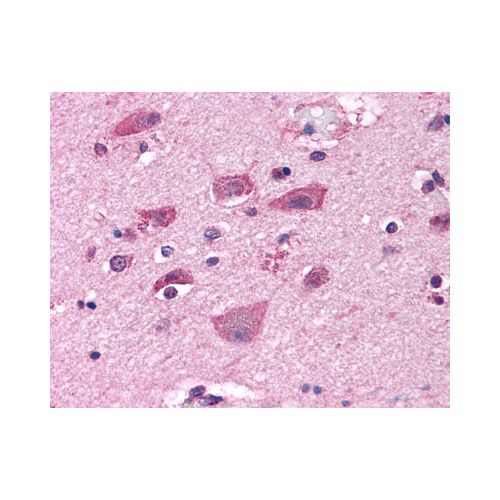 GRM7 / MGLUR7 (N-Terminus) antibody
