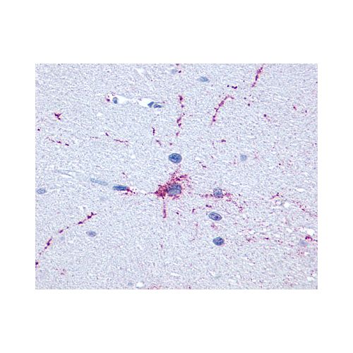 GRM8 / MGLUR8 (C-Terminus) antibody