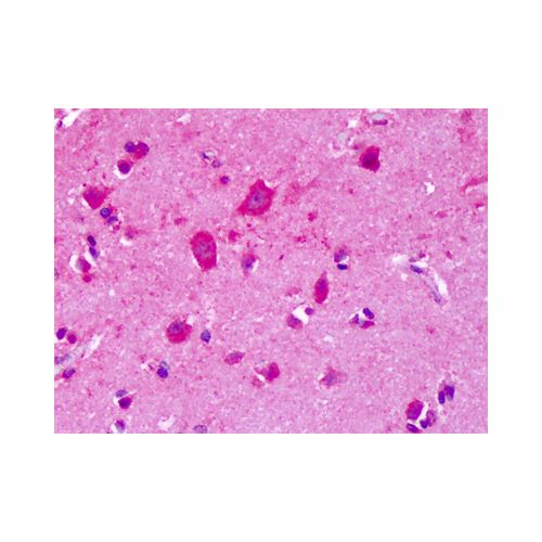 GRM8 / MGLUR8 (N-Terminus) antibody