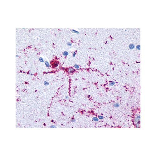 GRM8 / MGLUR8 (N-Terminus) antibody