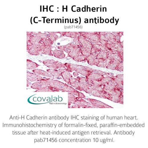 H Cadherin (C-Terminus) antibody