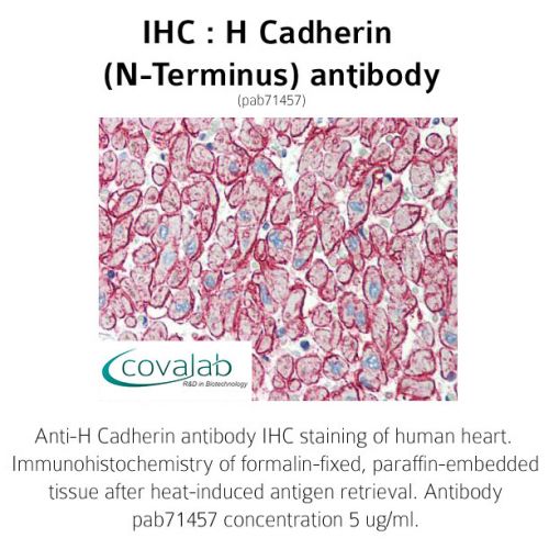 H Cadherin (N-Terminus) antibody