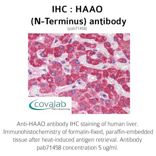 HAAO (N-Terminus) antibody