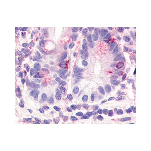 HNF4G (Internal) antibody