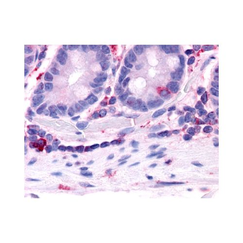HNF4G (Ligand-binding Domain) antibody