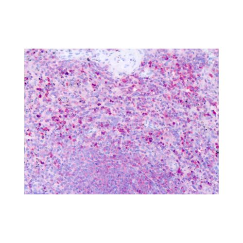 HRH1 / Histamine H1 Receptor (Cytoplasmic Domain) antibody