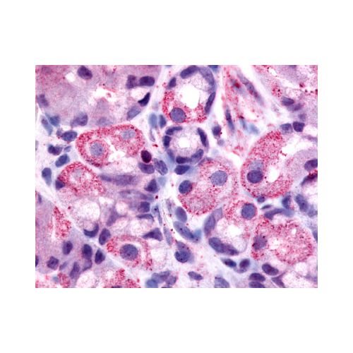 HRH2 / Histamine H2 Receptor (Cytoplasmic Domain) antibody