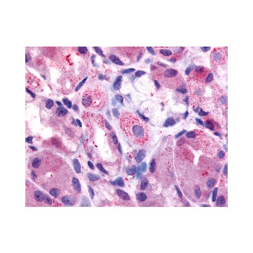 HRH2 / Histamine H2 Receptor (Extracellular Domain) antibody