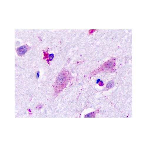 HRH3 / Histamine H3 Receptor (Cytoplasmic Domain) antibody