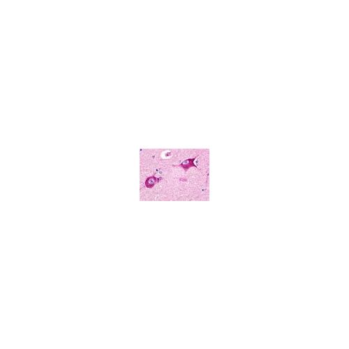 HRH3 / Histamine H3 Receptor (Cytoplasmic Domain) antibody