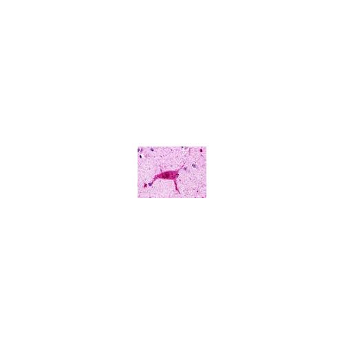 HRH3 / Histamine H3 Receptor (Cytoplasmic Domain) antibody