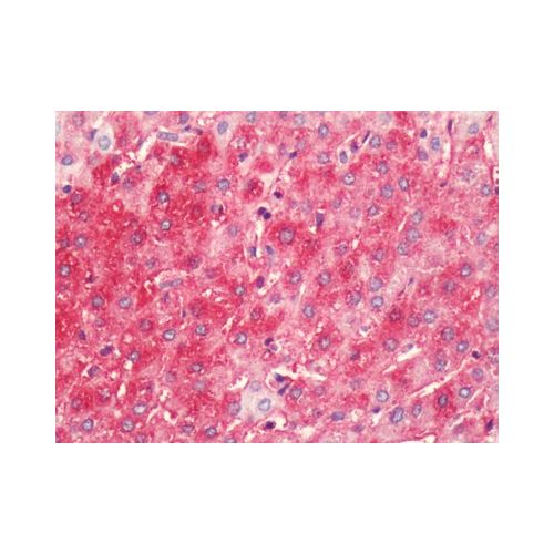 HRH4 / Histamine H4 Receptor (C-Terminus) antibody