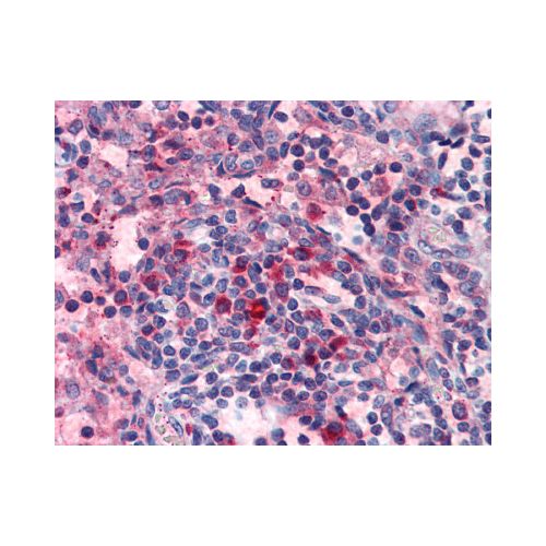 HRH4 / Histamine H4 Receptor (Extracellular Domain) antibody