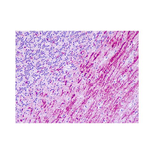 HTR6 / 5-HT6 (C-Terminus) antibody