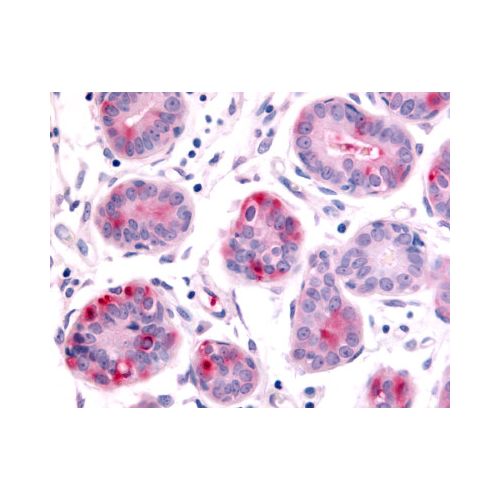 HUNK (Kinase Domain) antibody