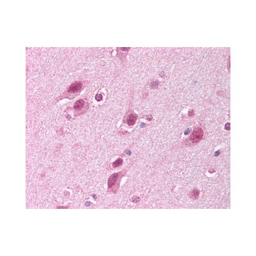 HUWE1 (C-Terminus) antibody