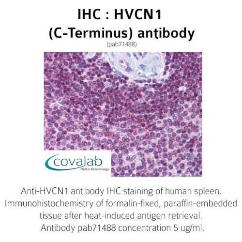 HVCN1 (C-Terminus) antibody