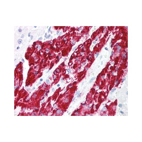 IEX1 (Internal) antibody