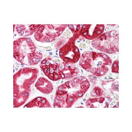 IL-23 p19 (C-Terminus) antibody