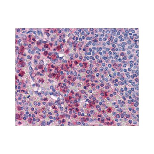 IL-27 (Internal) antibody
