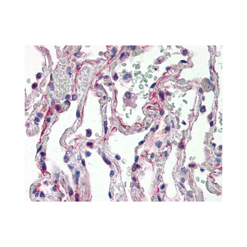 IL-27 (N-Terminus) antibody
